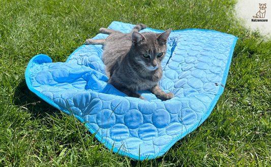 Katzen im Sommer – So hilfst du deinem Vierbeiner durch die heiße Jahreszeit