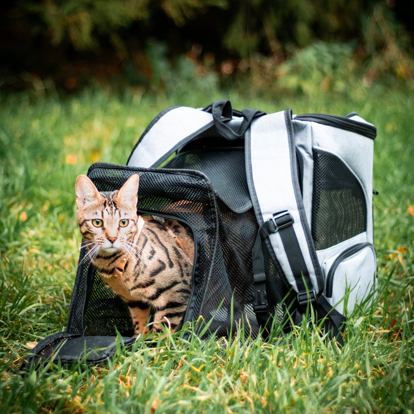 Katzencare - Katzenrucksack "Abenteuer"