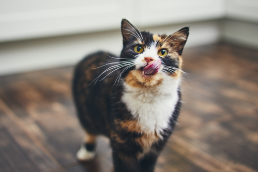 Katzenverhalten verstehen: Was deine Katze dir sagen möchte