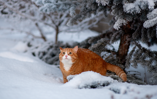 Katzen im Winter: So schützt du dein Liebling vor der Kälte