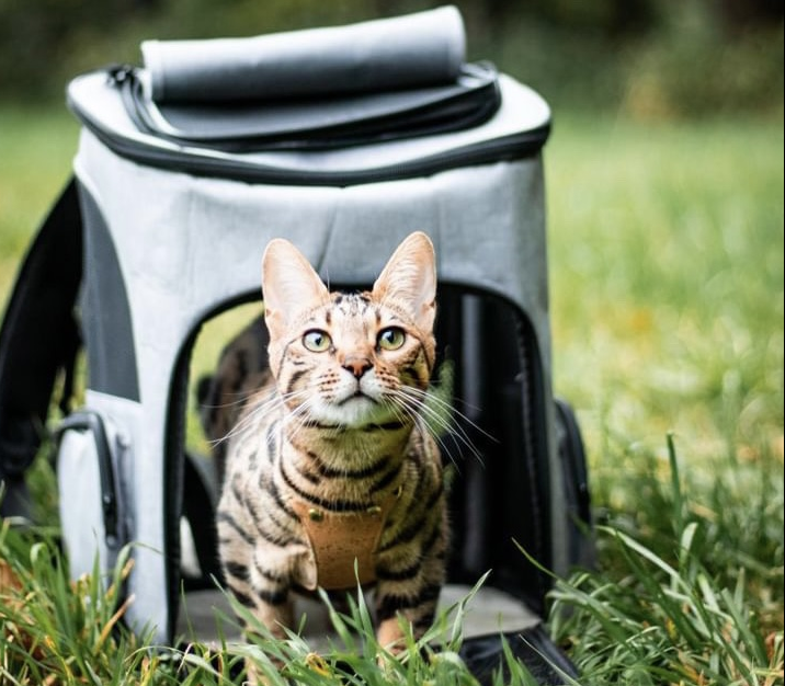 Katzen im Frühling: So genießt deine Katze die warme Jahreszeit