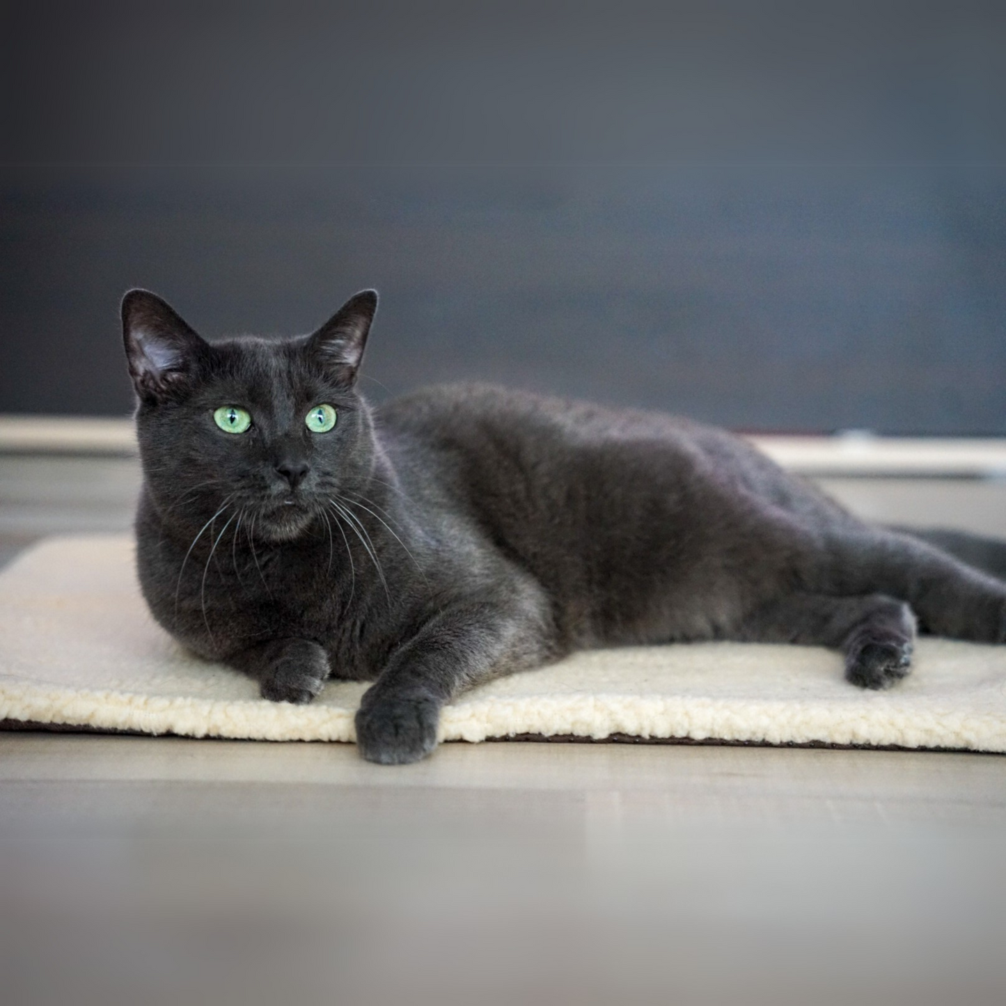 Katzencare - Selbstheizende Wärmematte