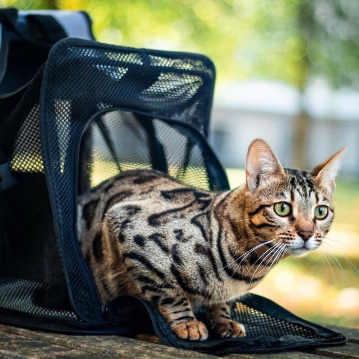 Katzencare - Katzenrucksack "Abenteuer"