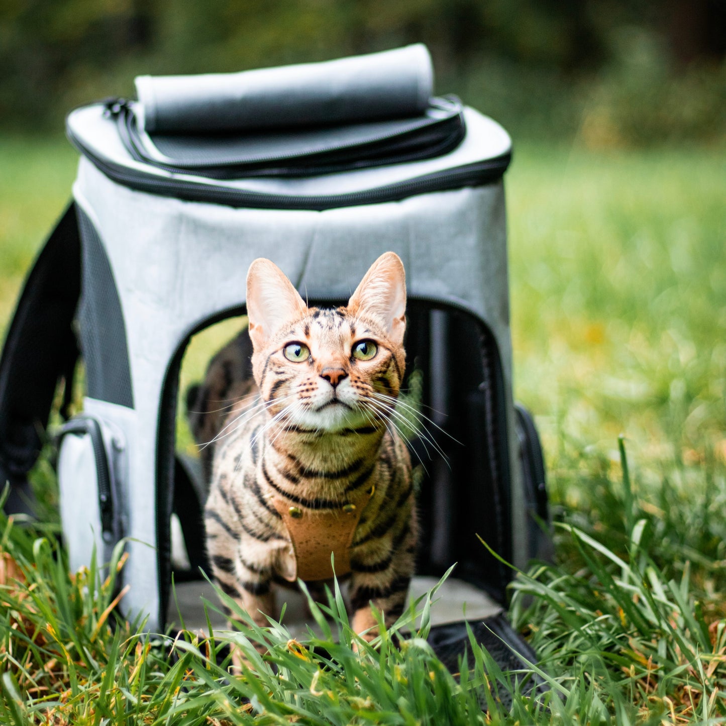 Katzencare - Katzenrucksack "Abenteuer"